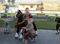 pony20zebra20cycles 1681532851 Pony Cycle - Medium (GS-2028M)